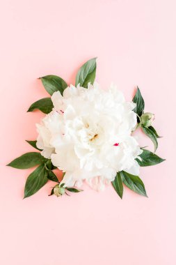 Pembe arka planda güzel, beyaz şakayık çiçeği. Şakayık dokusu. Düz yatış, üst görünüm. 