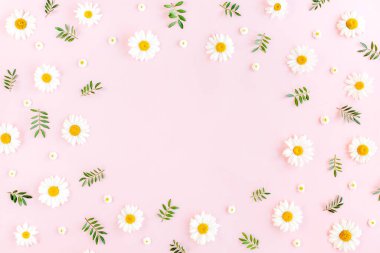 Çerçeve papatya, taç yaprakları, pembe arka planda yapraklar. Düz yatış, üst görünüm