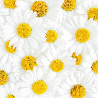 Beyaz arka planda papatya çayı deseni. Düz yatar, üst görünüm çiçek arkaplanı.