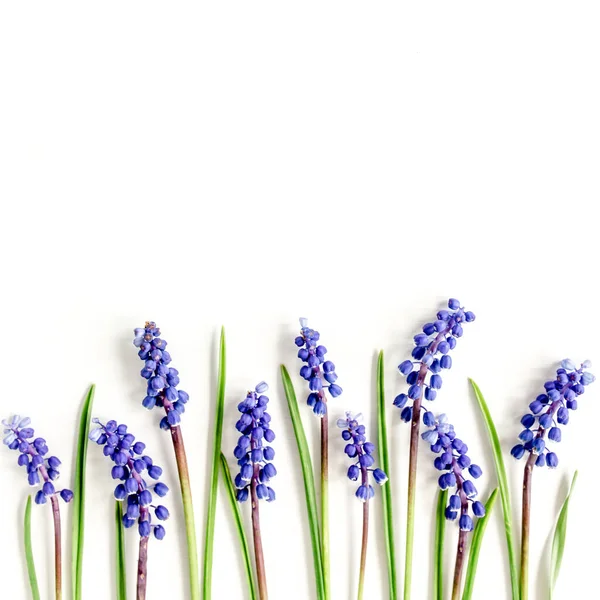 Mavi çiçekli muscari. Minimum çiçek konsepti tebrik kartı. Düz yatış, üst görünüm. — Stok fotoğraf