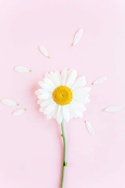 Χαμομήλι λουλούδι όμορφη και λεπτή σε ροζ φόντο — Φωτογραφία Αρχείου