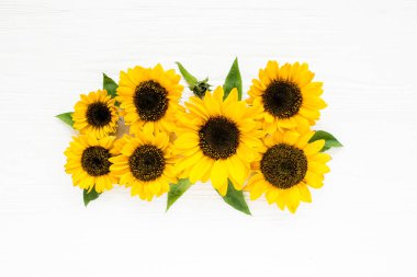 Beyaz arka planda sarı ayçiçeğiyle güzel. Çiçek deseni. Düz yerde, üst tarafta. Çiçek çerçevesi. Çiçek dokusu