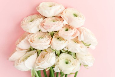 Pembe arka planda pastel pembe ranunculus çiçeği buketi. Minimum çiçek konsepti. Düz yatış, üst görünüm.