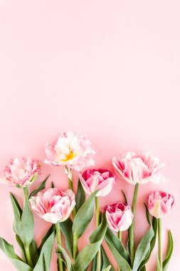 Pembe arka planda pembe laleler. Minimum çiçek konsepti tebrik kartı. Düz yatış, üst görünüm. 