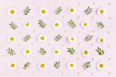 Papatya, taç yaprakları ve pembe arka planda yapraklardan oluşan desen. Düz yatış, üst görünüm