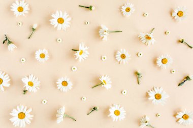 Papatya, taç yaprağı ve bej arkaplanda yapraklardan oluşmuş bir desen. Düz yatar, üst görünüm çiçek arkaplanı.