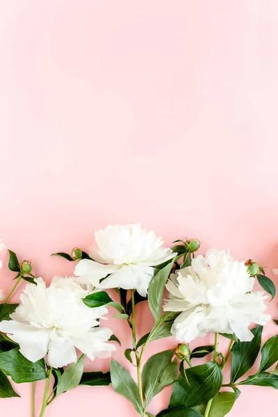 Peonie bianche su sfondo rosa. Biglietto di auguri minimale concetto floreale. Posa piatta, vista dall'alto. — Foto Stock