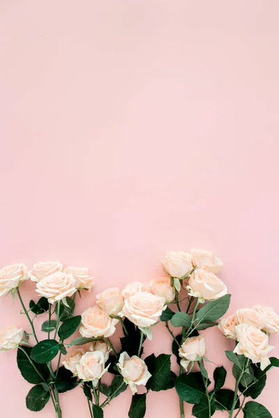 Pastelowa herbata kwiaty róż na różowym tle. Kwiatowe tło. Minimalna koncepcja kwiatowa. Płaskie ułożenie, widok z góry. — Zdjęcie stockowe
