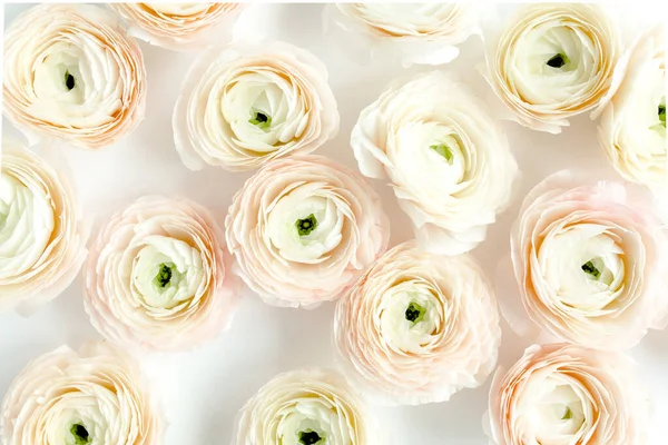 Texture de fond floral faite de bourgeons floraux de ranunculus rose sur fond blanc. Couché plat, vue sur le dessus fond floral. — Photo