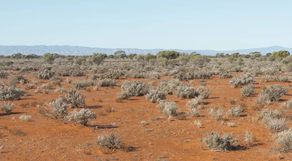 Paisagem Deserto Solo Vermelho Australiano Área Remota Árida Austrália Sul — Fotografia de Stock