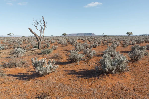 Ausrtalian Rode Bodem Woestijn Landschap Dorre Afgelegen Gebied Van Zuid — Stockfoto