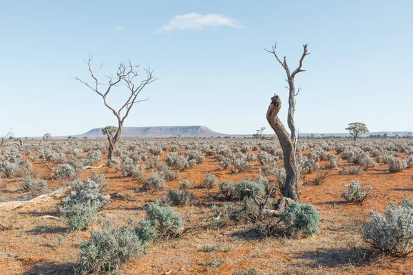 Ausrtalian Red Soil Desert Landscape Arid Remote Area South Australia — Stock Photo, Image