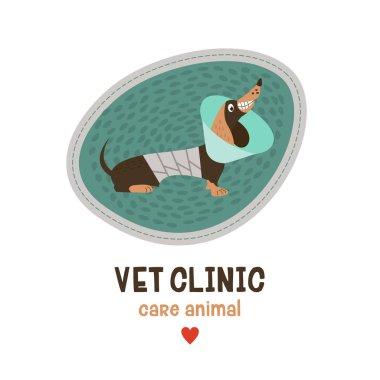 Hayvan hastalıklarıyla ilgili kaygı. Plakası, vektör çizim için Veteriner Kliniği. Güzel köpek Dachshund bir bandaj ile.