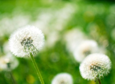 Yeşil çimenlerin üzerinde beyaz karahindiba.