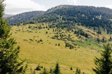 Karpatlar, yeşil ormanıyla kaplı tepeler Dağı manzaraları.