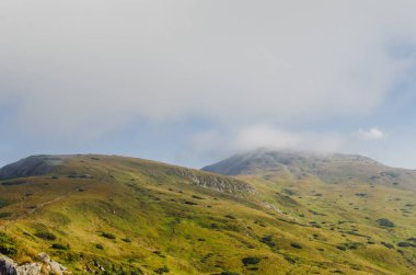 Doğal manzaralı sis kefen herdem yeşil iğne yapraklılar ile düşük yalancı bulutta ormanlık dağ yamacı. Ukrayna Karpat