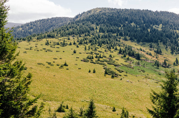 Пейзажи горных Карпат, холмы, покрытые зеленым лесом
.