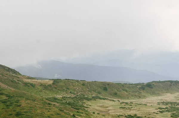 Troupeau Moutons Sur Une Belle Prairie Montagne — Photo