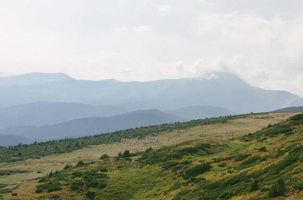 Landschaften Der Bergkarpaten Mit Grünen Wäldern Bedeckte Hügel — Stockfoto