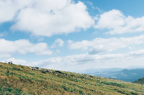 Troupeau Moutons Sur Une Belle Prairie Montagne — Photo