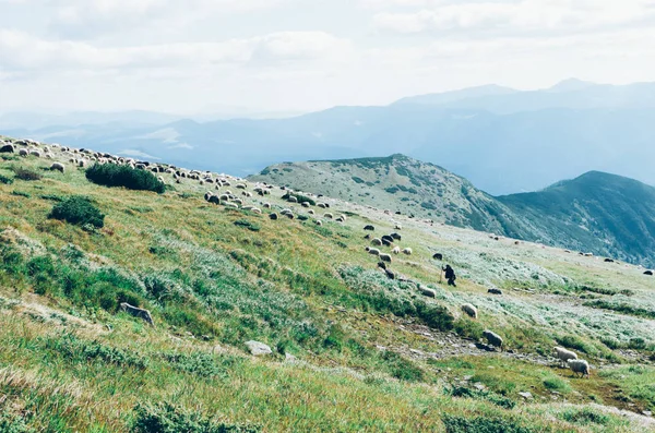 Troupeau Moutons Sur Une Belle Prairie Montagne — Photo