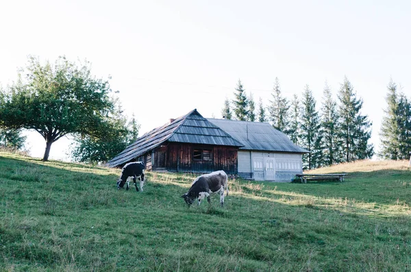 山牧羊人房子在绿色山山 — 图库照片