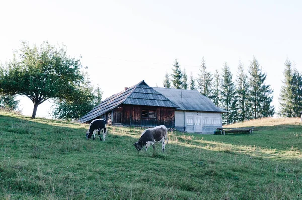 Hegyi Pásztor Ház Zöld Hegyek — Stock Fotó