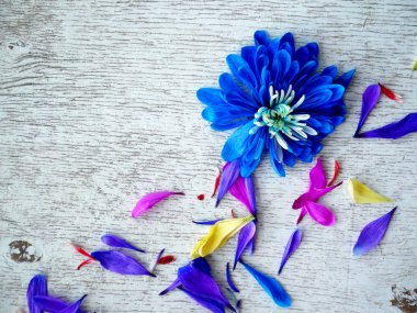 Lila krizantem çiçek yaprakları beyaz arka plan üzerinde