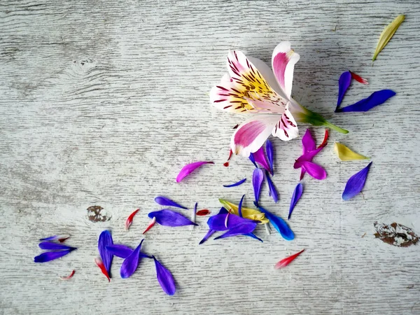 Flieder Chrysanthemen Blütenblätter auf weißem Hintergrund — Stockfoto