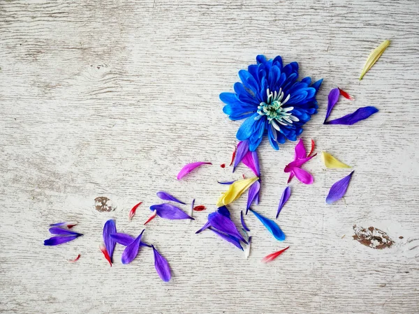 Flieder Chrysanthemen Blütenblätter auf weißem Hintergrund — Stockfoto