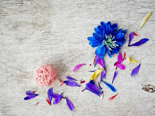 Flieder Chrysanthemen Blütenblätter auf weißem Hintergrund — Stockfoto