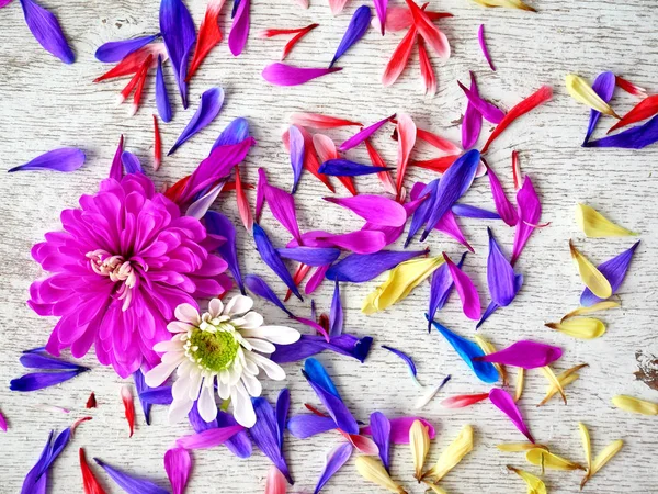 Lila krizantém Virág Szirmok fehér háttér — Stock Fotó