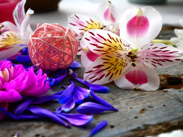 Okvětní lístky chryzantémy roztroušených na dřevěné pozadí Stock Obrázky