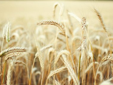 spikelets buğday sarı alanı.