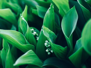 Lily vadi, karanlık bir arka plan üzerinde dalları. Bahar arka plan ile çiçeklenme lily vadi yakın çekim. Çiçek açan Lily vadi bahar bahçe sığ odak. Mayıs çiçek.