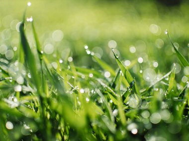 Çiğ çimlere düşer. Bahar şafak