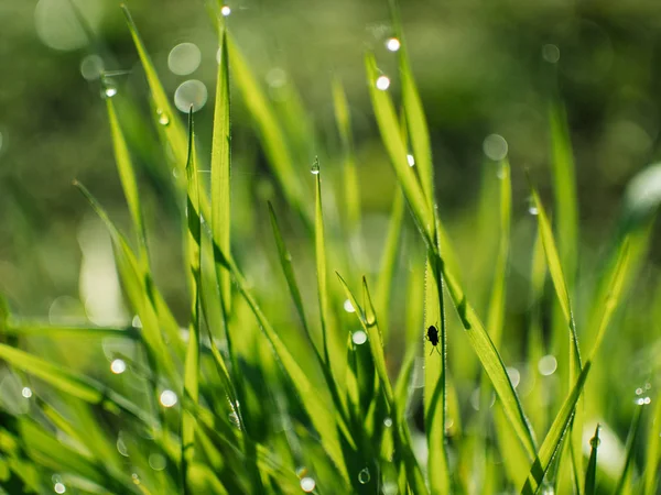 Dew Drops Grass Spring Dawn — Stock Photo, Image