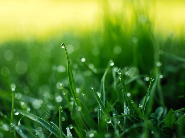 Rocía Gotas Hierba Primavera Amanecer — Foto de Stock