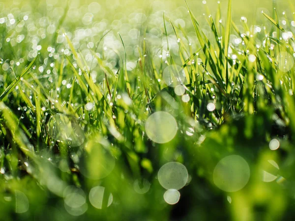露水滴在草地上 春天的黎明 免版税图库图片