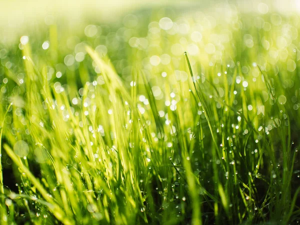 Dew Drops Grass Spring Dawn Stock Picture