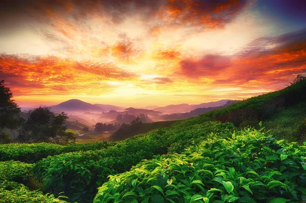 Stunning Landscape Scenery Early Morning Closeup Shot Tea Tree Foggy — Stock Photo, Image