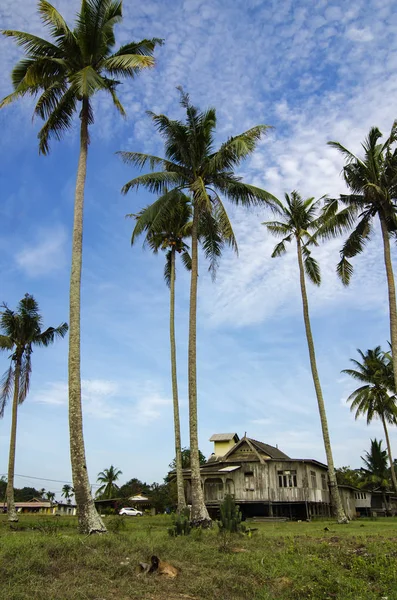 Güneşli gün Hindistan cevizi ağacı parlak güneşin altında çevrili plaj yakınında güzel köy Terengganu, Malezya