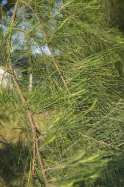 portre ve casuarina bitki yaprakları üzerinde mavi gökyüzü arka plan görüntüsünü seçici odak.