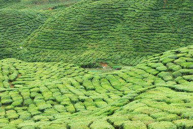 Çay çiftlik gündoğumu sahne Cameron Highland, Malezya tepenin üstünden. Şaşırtıcı hill dalga bakmak ve arka plan Teras