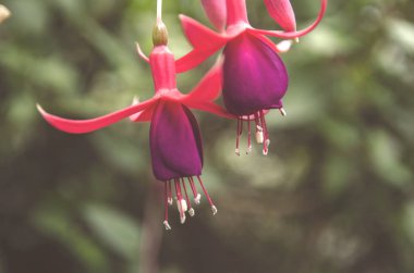 Kırmızı çiçek ıslak dalı üzerinde bulanık görüntü. bulanıklık ve bokeh arka plan, düşük ışık