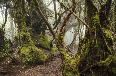 Güzel doğa, Cameron Highland, Malezya yosunlu orman.