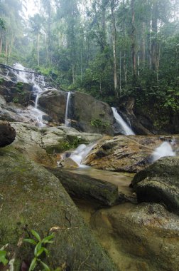 su akışı ve yeşil orman tarafından çevrili güzel şelale