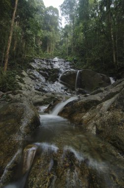 güzel tropikal nehir yeşil orman tarafından çevrili. temiz su ve dalgalar. ıslak taş ve Şelalenin arkasında