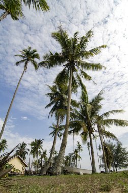 Terengganu, Malezya'da bulunan güzel köy sahne. Hindistan cevizi ağacı, bulutlu gökyüzü ve yeşil çim çevrili
