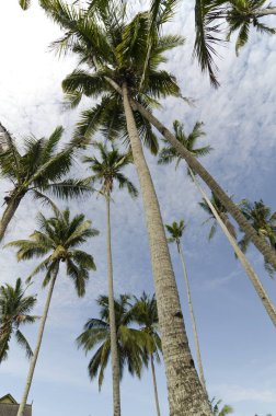 güzel doğa, bulutlu ve mavi gökyüzü üzerine Hindistan cevizi ağacı.